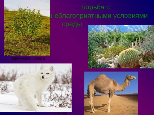  Борьба с  неблагоприятными условиями среды  Карликовая береза песец 