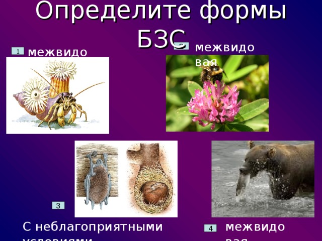 Определите формы БЗС межвидовая межвидовая 2 1 3 межвидовая С неблагоприятными условиями 4 
