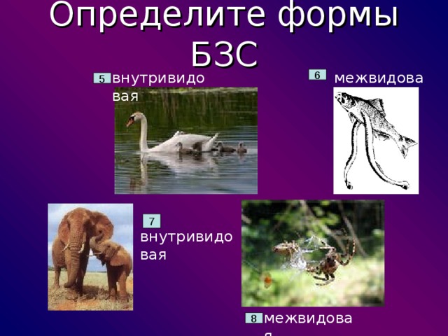Определите формы БЗС внутривидовая межвидовая 6 5 7 внутривидовая межвидовая 8 
