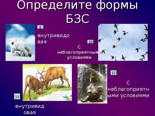 Определите формы БЗС 9 внутривидовая 10 С неблагоприятными условиями 12 С неблагоприятными условиями 11 внутривидовая 