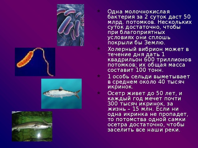 Одна молочнокислая бактерия за 2 суток даст 50 млрд. потомков. Нескольких суток достаточно, чтобы при благоприятных условиях они сплошь покрыли бы Землю. Холерный вибрион может в течение дня дать 1 квадрильон 600 триллионов потомков; их общая масса составит 100 тонн. 1 особь сельди выметывает в среднем около 40 тысяч икринок. Осетр живет до 50 лет, и каждый год мечет почти 300 тысяч икринок, за жизнь – 15 млн. Если ни одна икринка не пропадет, то потомства одной самки осетра достаточно, чтобы заселить все наши реки. 