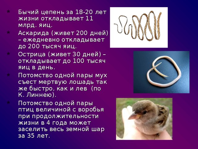 Бычий цепень за 18-20 лет жизни откладывает 11 млрд. яиц. Аскарида (живет 200 дней) – ежедневно откладывает до 200 тысяч яиц. Острица (живет 30 дней) – откладывает до 100 тысяч яиц в день. Потомство одной пары мух съест мертвую лошадь так же быстро, как и лев (по К. Линнею). Потомство одной пары птиц величиной с воробья при продолжительности жизни в 4 года может заселить весь земной шар за 35 лет. 