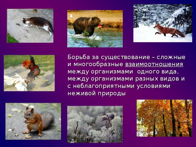   Борьба за существование – сложные и многообразные взаимоотношения между организмами одного вида, между организмами разных видов и с неблагоприятными условиями неживой природы 