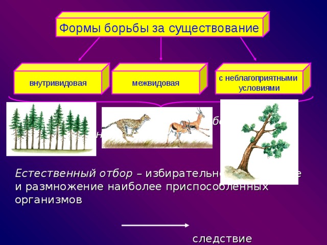 Формы борьбы за существование с неблагоприятными условиями внутривидовая межвидовая  Выживают наиболее приспособленные   Естественный отбор – избирательное выживание и размножение наиболее приспособленных организмов  следствие Борьба за существование естественный отбор 