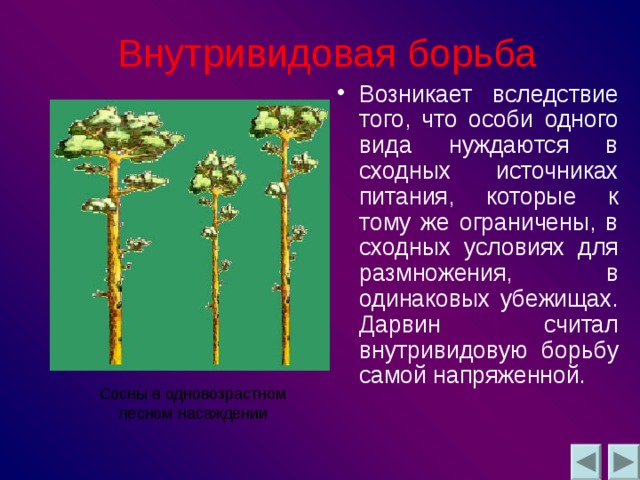 Внутривидовая борьба Возникает вследствие того, что особи одного вида нуждаются в сходных источниках питания, которые к тому же ограничены, в сходных условиях для размножения, в одинаковых убежищах . Дарвин считал внутривидовую борьбу самой напряженной . Сосны в одновозрастном лесном насаждении 