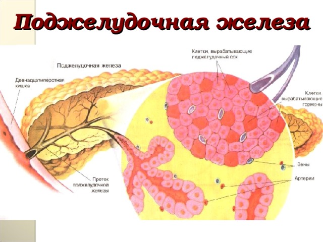 Поджелудочная железа 