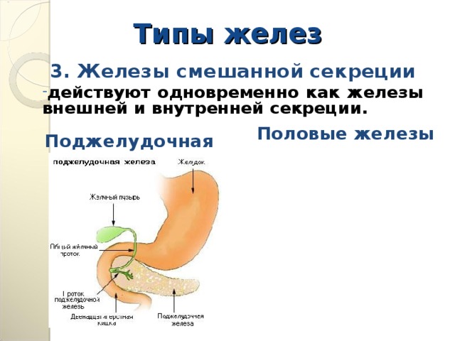 Типы желез 3. Железы смешанной секреции действуют одновременно как железы внешней и внутренней секреции. Половые железы Поджелудочная железа 
