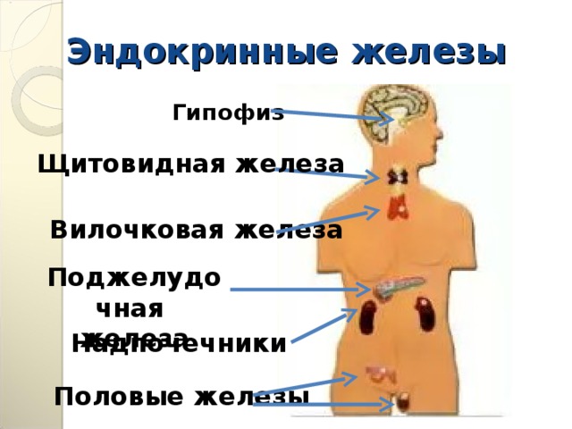 Эндокринные железы Гипофиз Щитовидная железа Вилочковая железа Поджелудочная железа Надпочечники Половые железы 
