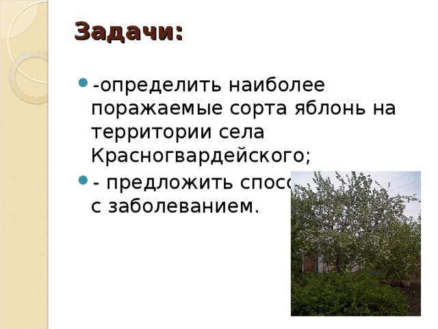 Задачи:    -определить наиболее поражаемые сорта яблонь на территории села Красногвардейского; - предложить способы борьбы с заболеванием.  