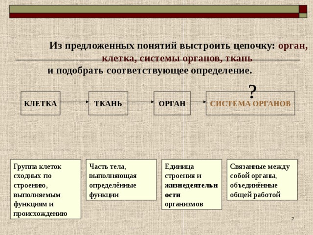 Из предложенных понятий выстроить цепочку: орган, клетка, системы органов, ткань  и подобрать соответствующее определение. ? КЛЕТКА ТКАНЬ ОРГАН СИСТЕМА ОРГАНОВ Единица строения и жизнедеятельности организмов Группа клеток сходных по строению, выполняемым функциям и происхождению Часть тела, выполняющая определённые функции Связанные между собой органы, объединённые общей работой  