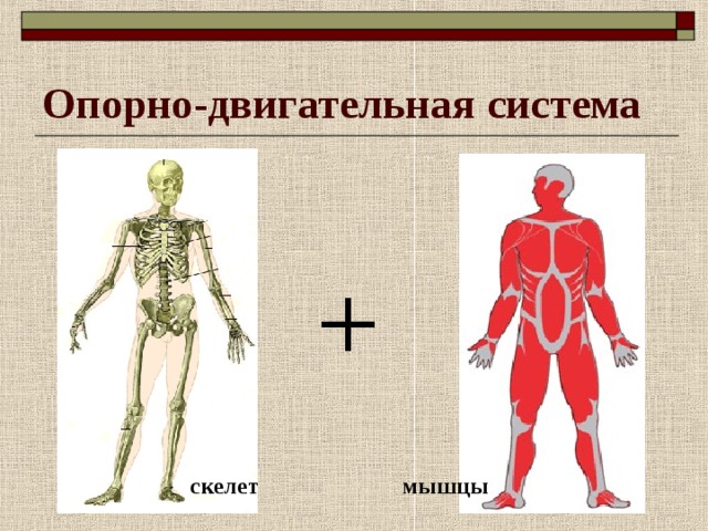 Опорно-двигательная система скелет мышцы 