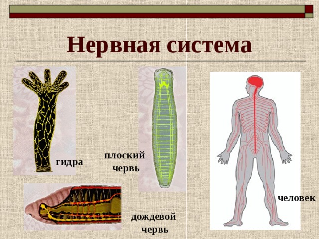 Нервная система плоский червь гидра человек дождевой червь 