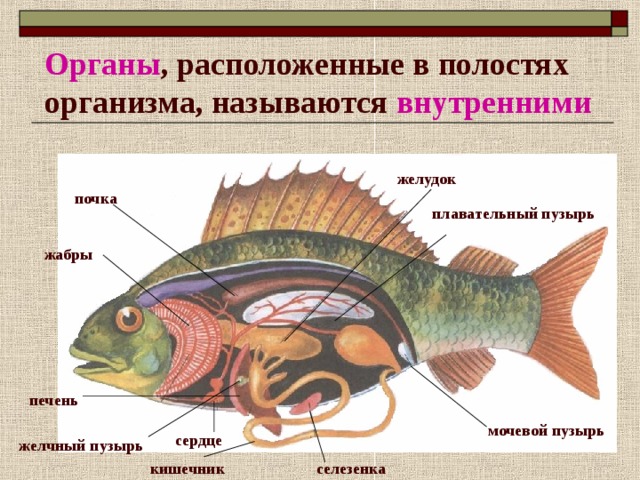 Жабры и плавательный пузырь. Органы, расположенные в в полости тела. Плавательный пузырь у рыб. Презентация на тему органы и системы органов животных.