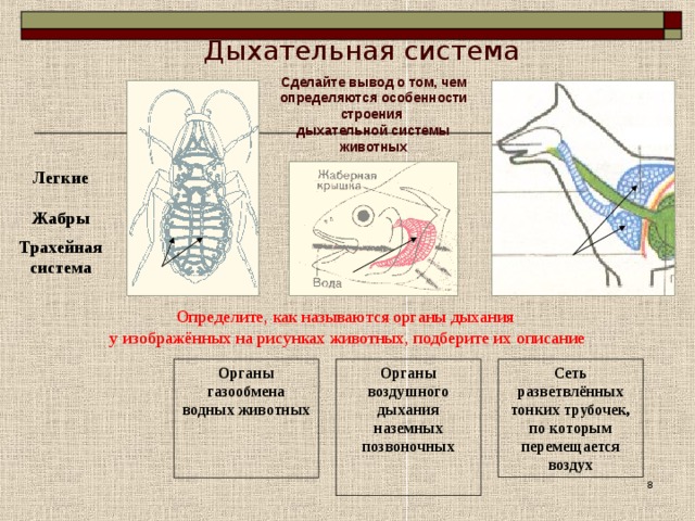 Органы дыхания животных презентация