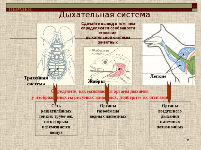 К какому классу относят животных строение органов дыхания которых показано на рисунке