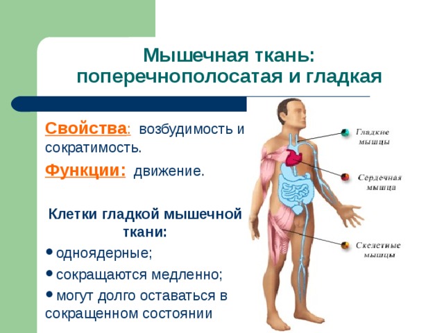 Поперечнополосатая сердечная мышца ткани