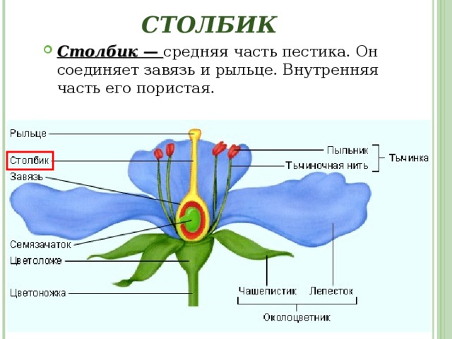 ПЕСТИК Пестик — располагается в середине (или центре) цветка. Он состоит из трех частей: завязи, столбика и рыльца. 