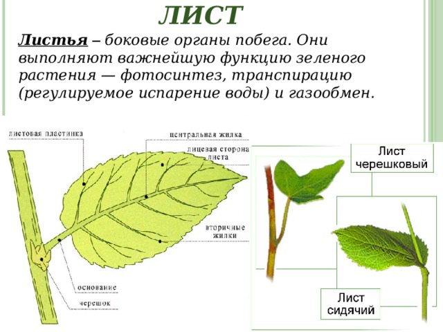 ЛИСТ Листья – боковые органы побега. Они выполняют важнейшую функцию зеленого растения — фотосинтез, транспирацию (регулируемое испарение воды) и газообмен. 