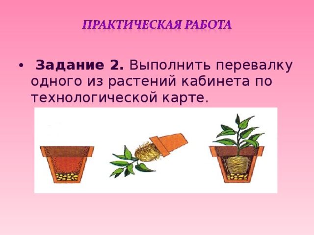 Комнатные растения 2 класс технологическая карта Методическая разработка урока по предмету "ТЕХНОЛОГИЯ" Тема "РАСТЕНИЯ В ИНТЕРЬЕР
