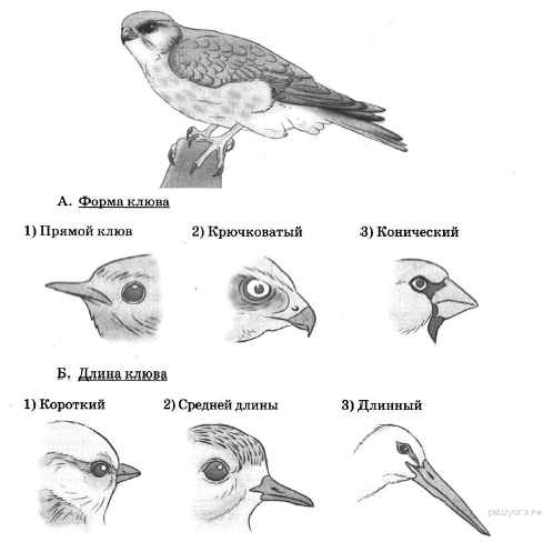 Плов из птицы технологическая карта для доу