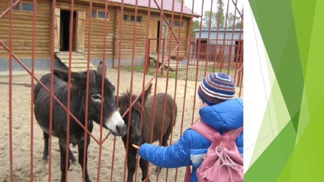 Презентация липецкий зоопарк