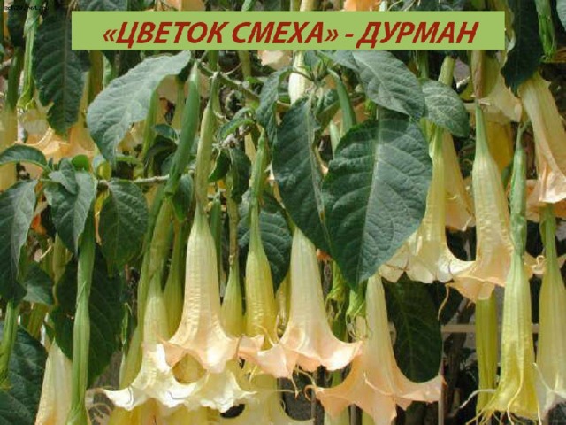 Как выглядит цветок смеха