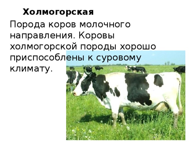Холмогорская  Порода коров молочного направления. Коровы холмогорской породы хорошо приспособлены к суровому климату. 