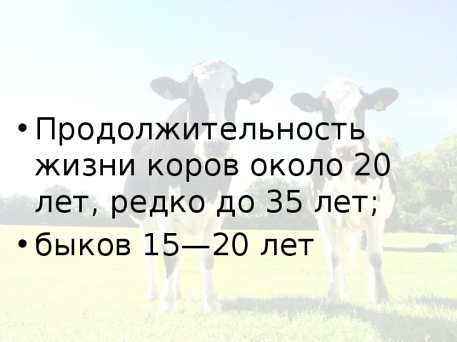Продолжительность жизни коров около 20 лет, редко до 35 лет; быков 15—20 лет 