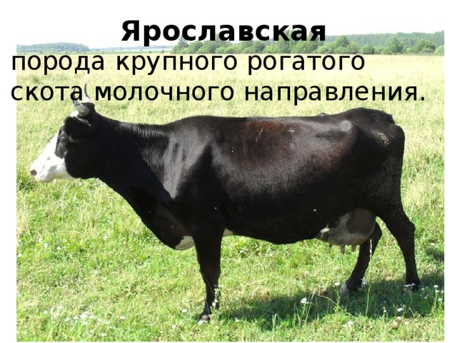 Ярославская порода крупного рогатого скота молочного направления. 