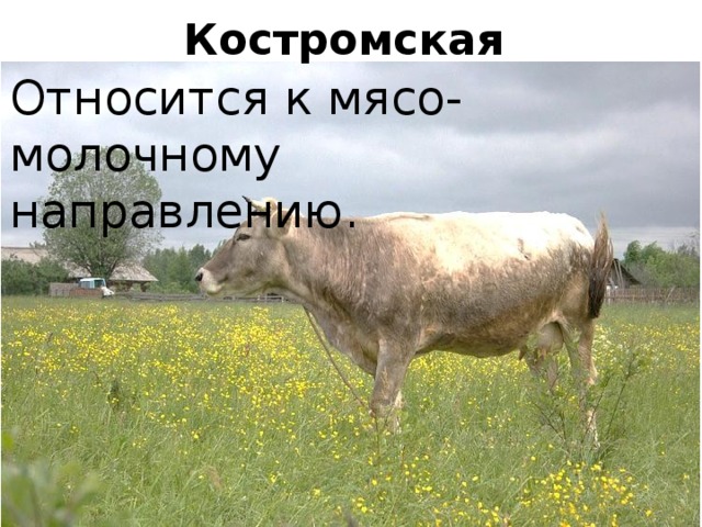 Костромская  Относится к мясо-молочному направлению. 