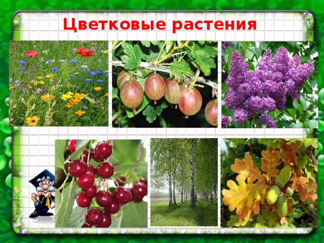 3 цветковых растений