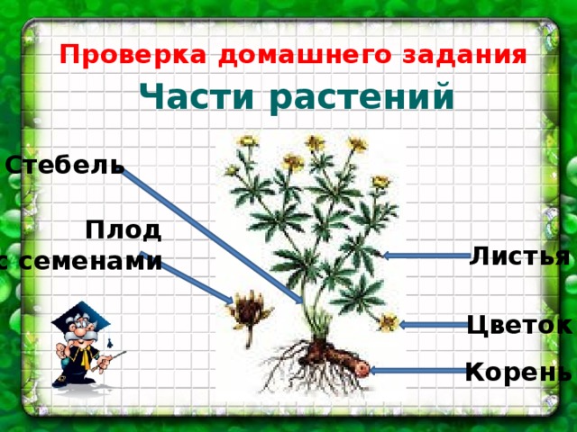 Тест по окружающему миру разнообразие растений