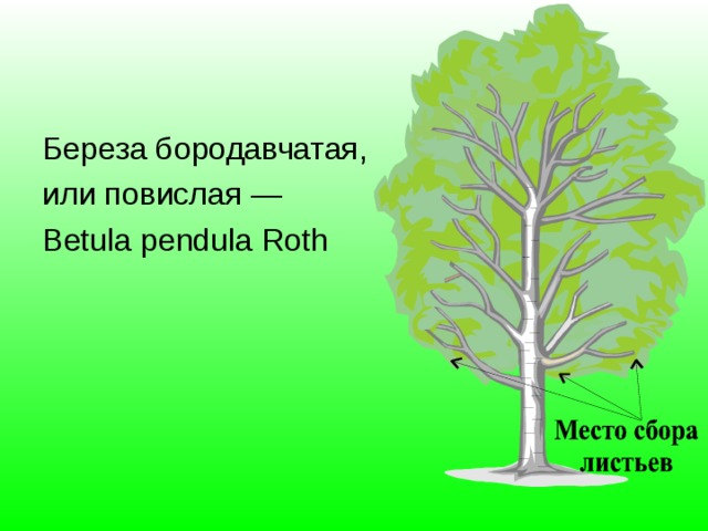 Береза бородавчатая, или повислая — Betula pendula Roth 