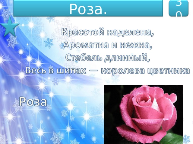Роза. 30 