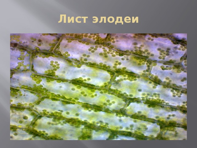 Особенности внутреннего строения элодеи. Элодея канадская биология. Клетки листа элодеи под микроскопом. Хлоропласты в листе элодеи. Клетка растения Элодея.