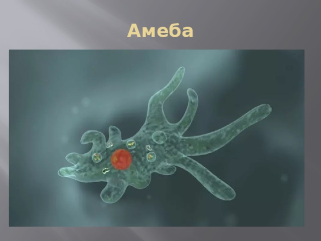 Амеба 