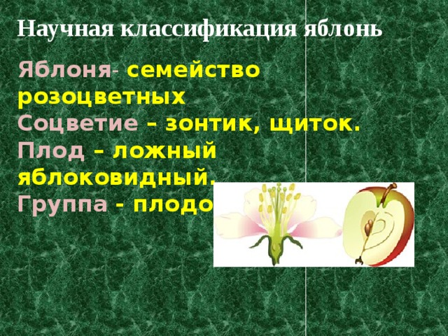 яблоко классификация