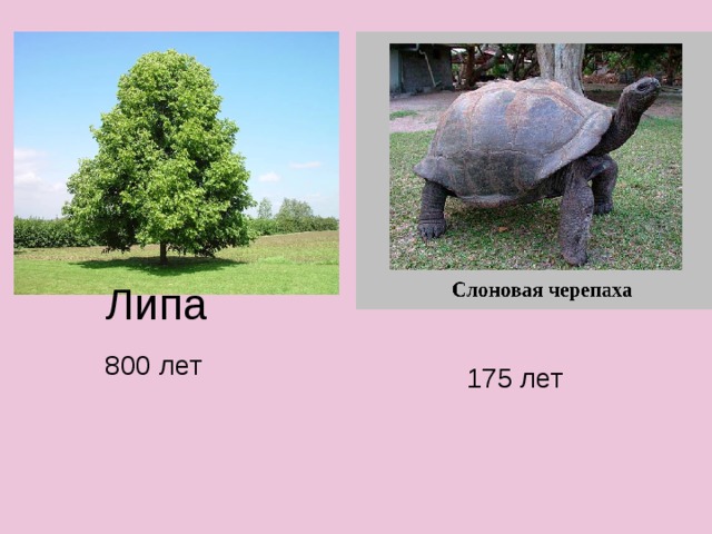 Липа 800 лет 175 лет 
