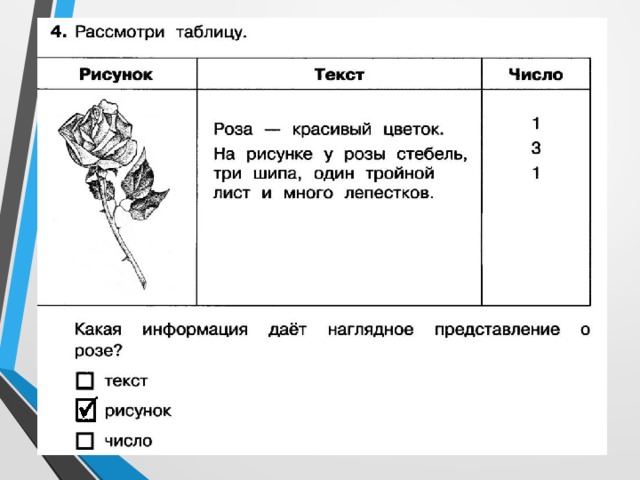 Рассмотрите таблицу. Текст с таблицей и рисунком. O текстовые таблицы-рисунки;. Представь рисунком текстом и числом информацию. Какая информация даёт наглядное представление о Розе.