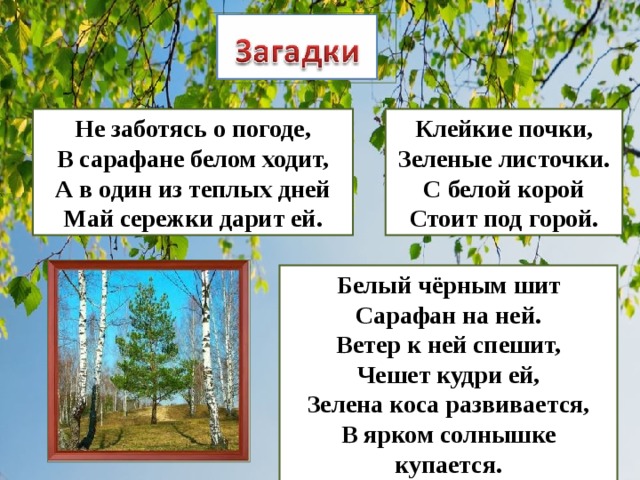 Не заботясь о погоде,  В сарафане белом ходит,  А в один из теплых дней  Май сережки дарит ей. Клейкие почки,  Зеленые листочки.  С белой корой  Стоит под горой. Белый чёрным шит  Сарафан на ней.  Ветер к ней спешит,  Чешет кудри ей,  Зелена коса развивается,  В ярком солнышке купается. 