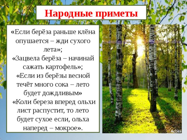 Народные приметы « Если берёза раньше клёна опушается – жди сухого лета»; «Зацвела берёза – начинай сажать картофель»; «Если из берёзы весной течёт много сока – лето будет дождливым»  «Коли береза вперед ольхи лист распустит, то лето будет сухое если, ольха наперед – мокрое». 