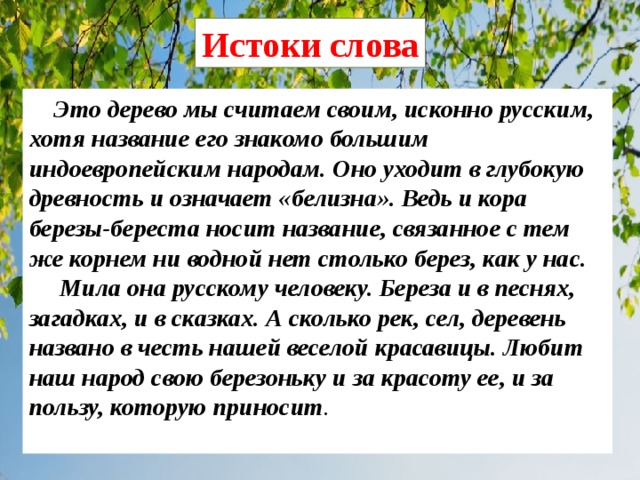Истоки слова  Это дерево мы считаем своим, исконно русским, хотя название его знакомо большим индоевропейским народам. Оно уходит в глубокую древность и означает «белизна». Ведь и кора березы-береста носит название, связанное с тем же корнем ни водной нет столько берез, как у нас.  Мила она русскому человеку. Береза и в песнях, загадках, и в сказках. А сколько рек, сел, деревень названо в честь нашей веселой красавицы. Любит наш народ свою березоньку и за красоту ее, и за пользу, которую приносит .   