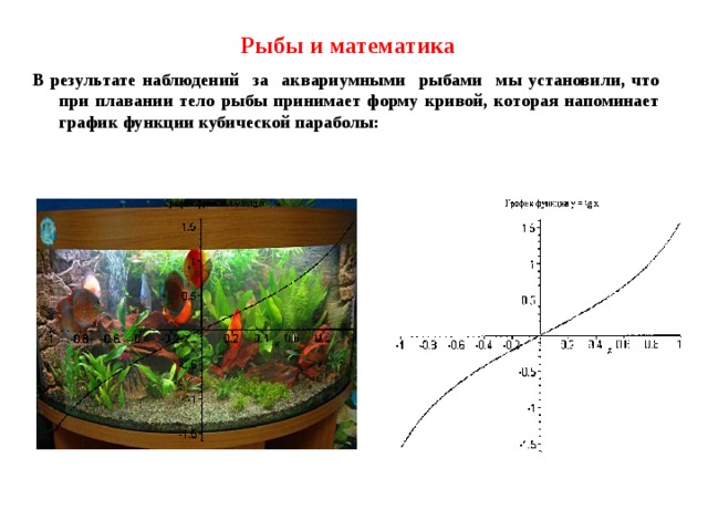  Рыбы и математика В результате наблюдений за аквариумными рыбами мы установили, что при плавании тело рыбы принимает форму кривой, которая напоминает график функции кубической параболы: 