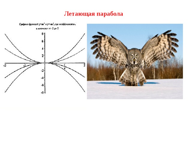 Функция в окружающем мире проект