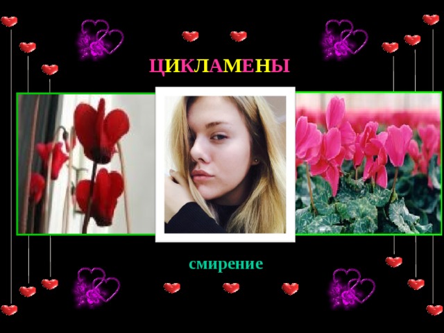 Ц И К Л А М Е Н Ы смирение 