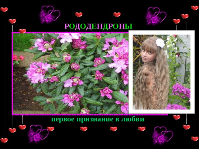 Р О Д О Д Е Н Д Р О Н Ы первое признание в любви 