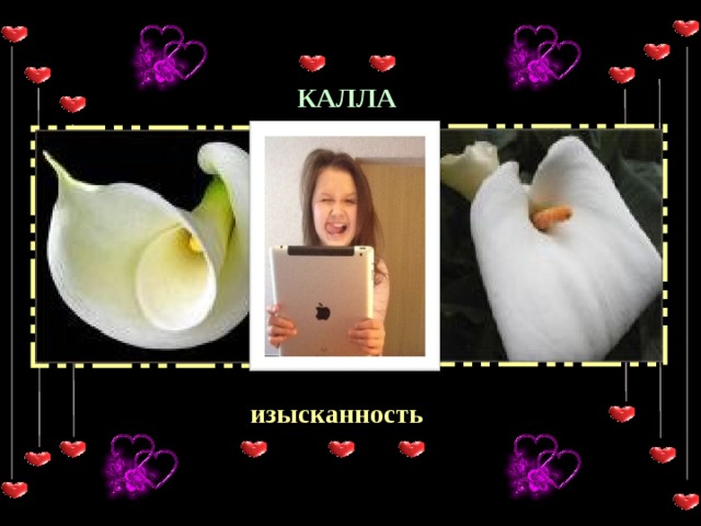 КАЛЛА изысканность  