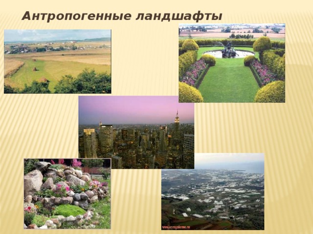 Типы антропогенных ландшафтов кукурузное поле