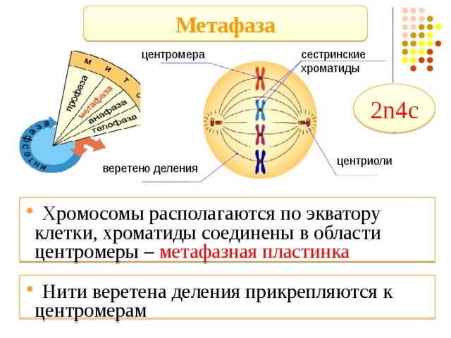 Метафаза центромера сестринские хроматиды 2n4c центриоли веретено деления  Хромосомы располагаются по экватору клетки, хроматиды соединены в области центромеры – метафазная пластинка  Нити веретена деления прикрепляются к центромерам 