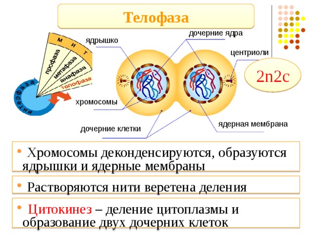 Телофаза дочерние ядра ядрышко центриоли 2n2c хромосомы ядерная мембрана дочерние клетки  Хромосомы деконденсируются, образуются ядрышки и ядерные мембраны  Растворяются нити веретена деления  Цитокинез – деление цитоплазмы и образование двух дочерних клеток 